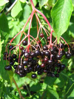 Black Elderberry