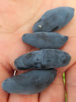 Boreal Blizzard Haskap (Honeyberry)
