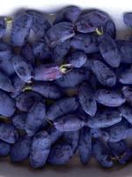 Honey Bee Haskap (Honeyberry)