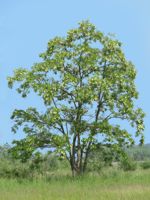Black Locust